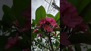 These Frangipani Flowers Move Gently 🌿 | Pure Nature