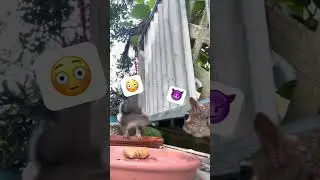 Squirrel King Rules The Food Dish! 👑