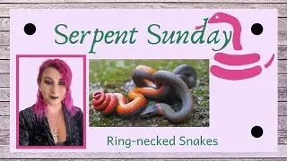 Fun Facts About Ring-necked Snakes - Serpent Sunday Episode 17