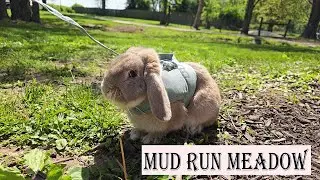 Cow & Bunny Tricks at Mud Run Meadow | Bunny Galivanting | Highland Cows, Bunnies, & Chickens