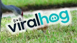 Baby Sandhill Crane Learning to Find and Eat Bugs || ViralHog