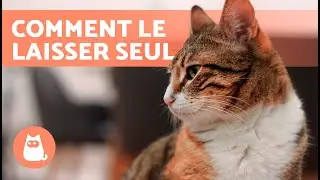 Comment LAISSER UN CHAT SEUL &agrave; la maison 🐱🏠 (Conseils et Soins)