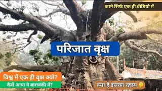 Parijat Vriksha BBK | क्या है इसका रहस्य | परिजात वृक्ष आख़िर क्यो है विश्व में ही | Parijat Tree