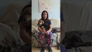 Caso Miko tragapiedras 🐶🙄🙈  #perros #dog #teckel #veterinary #parati #foryou #fyp #viral 