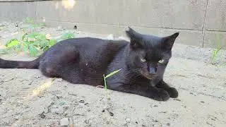 2025 09 30 さくら猫・地域猫② ララちゃん、ボス