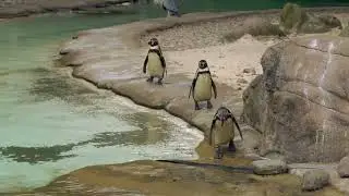 Penguins l Beautiful l Nature 4k l Animal 4k