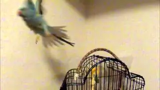 bird in slow motion