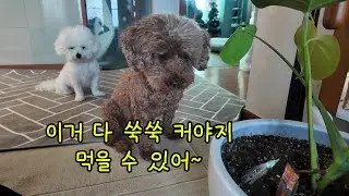 아빠 말 믿고 치약껌 자라길 기다리는 강아지