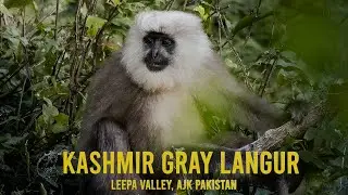 The Kashmir Gray Langur: The Oddest Monkey You'll Ever See!