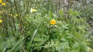 Wood poppy vs greater celandine identification