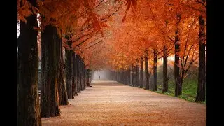 Потрясающие осенние пейзажи|Stunning Autumn Scenery |Relaxation Music |Музыка для релакса