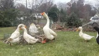 Duck vs goose fight