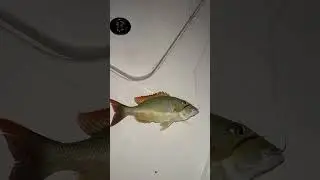 Fishing Thailand 🇹🇭