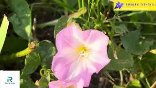 Convolvulus arvensis.  #viralvideo  #viralshorts  #amazing