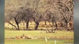 #GlobalTigerDay 2017