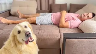 Golden Retriever won't let his lazy human owner sleep during the day