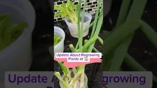 Update: Vegetables 🌱 Secret: Enjoy Freshly Regrown Produce at 🏡 Harvest 3-5 Times!#VegetableRegrowth