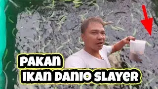 Rahasia pakan  ikan danio slayer