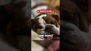 Dogs Dream Just Like Humans!