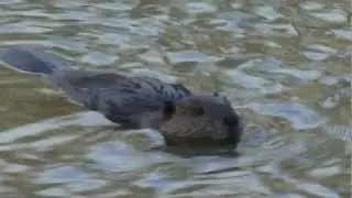 309 Canadian beaver, Yukon, Canada
