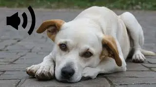 dog barking sound 3