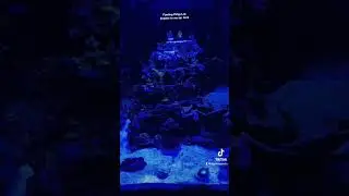 Feeding Polyplab booster to my tank #redseareefer #reefers4reefers #ecotech #apex