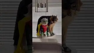 My superhero dog found his sidekick!