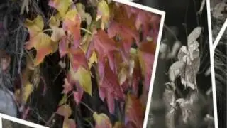 Literaturfilm - Uwe Tellkamp im 