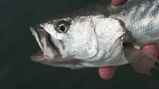 Spring Time Corvina | San Diego Bay
