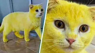 Woman Attempts To Treat Her Cat With Turmeric But Accidentally Turns It Yellow