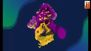 Filming ribozyme self assembly 