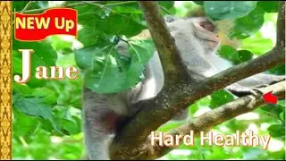Newly Update Pregnant Jane Monkey During Hurt Belly & strong push by baby