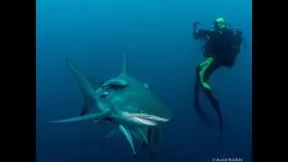 Umkomaas - Blue Ocean Dive Resort - Diving Aliwal Shoal