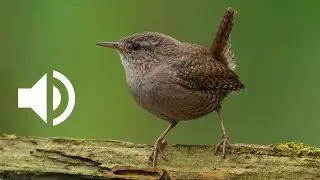 chant du Troglodyte mignon | Wren chirping and singing, bird call and song