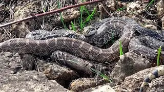 Herping WI - Spring has spung (Season 4/Episode 1) HD