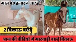 2 colts for sale || Nukra colt for sale in 70,000 || चम्बा बछेड़ा मात्र 40 हजार में ( 95498 29120 )