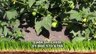 AgroScience | Nutrición en Llenado de Tomatillo