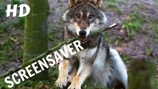 Wolf 10 Hours Version Screensaver 1080p HD