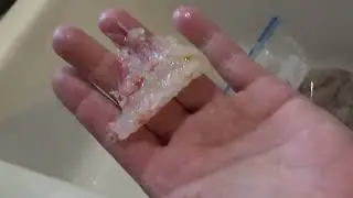 2024 How to Clean and Store Wild Caught Shrimp