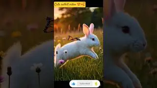🥰cute rabbit short video😍 @nidhimishra4486 #shortvideo #ytshorts#rabbit#like #subscribers#trending