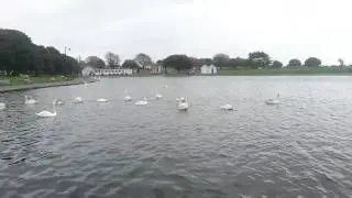 OVERLOAD-RC Rc swan