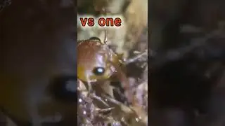 big ants vs mini ants