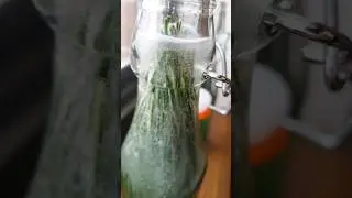 Pine Needle Soda?! #pine #sprite #4u #forager #atf7 #soda #carbonated #fyp #shorts #shortsvideo #yyz