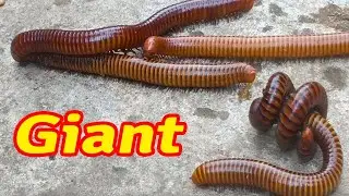 Amazing Millipede Gathering  Giant Millipedes in Action