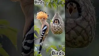 #shortvideo #nature #snappyshorts #entertainment #love