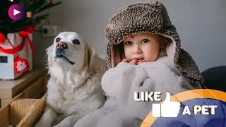 Cães e bebés: uma combinação IRRESISTÍVEL!