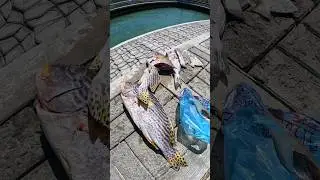 КОРМЛЕНИЕ ЧЕРЕПАХ🐢🏝️❤️🇵🇼ТРАЛАЛА ЛА 😂 #микронезия #тихоокеанские острова