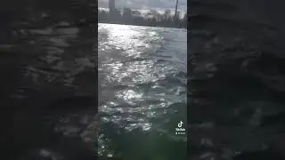 Donauwalzer und schwimmen