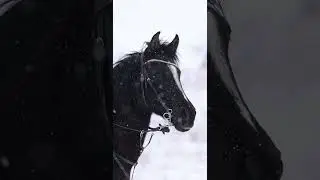 Close-up of a horse in winter ❄️🐎 | Calm & peaceful