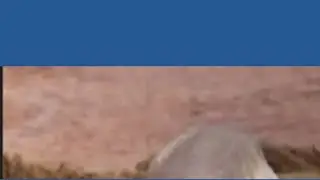 Naked mole rats don't care what you think about them